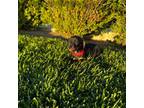 Dachshund Puppy for sale in Fontana, CA, USA