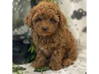 Poodle (Toy) Puppy for sale in Lagrange, IN, USA
