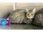 Adopt Betsi a Domestic Short Hair, Tabby