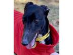 Adopt Neve a Greyhound