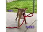 Adopt Sashimi a Boxer