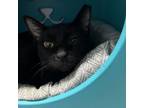 Adopt Iris a Domestic Short Hair