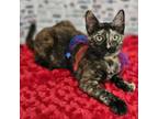 Adopt Abby a Domestic Short Hair