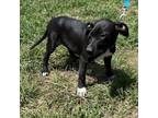 Adopt Sadie a Black Labrador Retriever