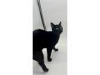 Adopt Periwinkle a Domestic Short Hair