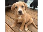 Adopt Amidala a Labrador Retriever, Mixed Breed