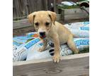 Adopt Padme a Labrador Retriever, Mixed Breed