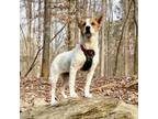 Adopt Bay a Australian Shepherd, Mixed Breed