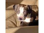 Adopt Kelly a Pit Bull Terrier, Mixed Breed