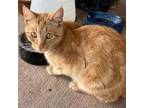 Adopt M-Meridian a Domestic Short Hair