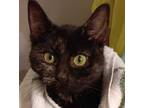 Adopt Dolly a Domestic Short Hair