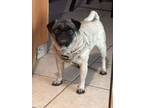 Adopt Mojito a Pug