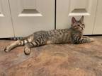 Adopt Dash a Domestic Short Hair