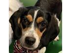 Adopt Freedom a Beagle