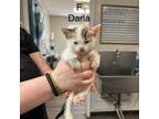 Adopt Darla a Domestic Short Hair