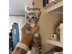 Adopt Spanky a Domestic Short Hair