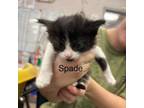 Adopt Spade a Domestic Medium Hair