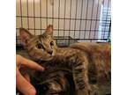 Adopt Chessie a Tabby