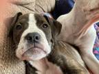 Adopt Bonnie a Boxer, Pit Bull Terrier