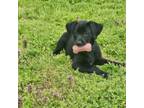 Adopt Emma a Labrador Retriever