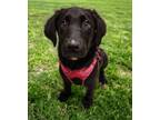 Adopt Daisy Mae a Labrador Retriever, Border Collie