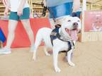 Adopt Polly a Pit Bull Terrier