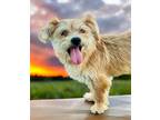 Adopt Cami a Wirehaired Terrier, Mixed Breed