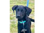 Adopt Yamaha a German Shorthaired Pointer, Mixed Breed