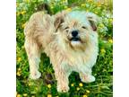 Adopt Frizzle a Brussels Griffon, Mixed Breed
