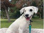 Adopt Katy a Whippet, Foxhound