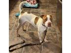 Adopt Aggie a American Staffordshire Terrier