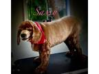 Adopt Sassy a Cocker Spaniel