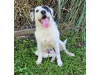 Adopt lexi a Wirehaired Terrier