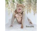 Adopt Uncrustible a American Staffordshire Terrier