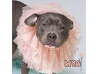 Adopt Mya a American Staffordshire Terrier