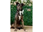 Adopt Aquarius a Italian Greyhound, Mixed Breed