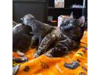 Adopt Myra a Domestic Short Hair