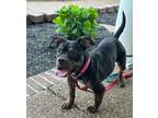 Adopt Tink a American Bully