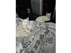 Adopt Clover & Fern a Domestic Short Hair