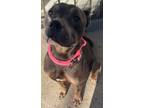 Adopt Octavia a Pit Bull Terrier