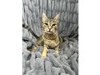 Adopt Kiara a Tabby