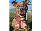 Adopt Dona a Pit Bull Terrier