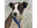 Adopt Clint a Mixed Breed