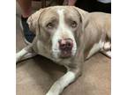 Adopt Cannon a Pit Bull Terrier