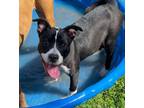 Adopt Nate a Pit Bull Terrier, Mixed Breed
