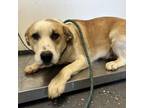 Adopt Miner 49er a Mixed Breed