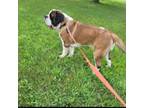 Saint Bernard Puppy for sale in Brandon, SD, USA