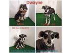 Adopt Dwayne a Schnauzer, Mixed Breed