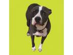 Adopt Rover a Pit Bull Terrier