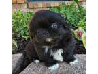 Pekingese Puppy for sale in Lone Oak, TX, USA